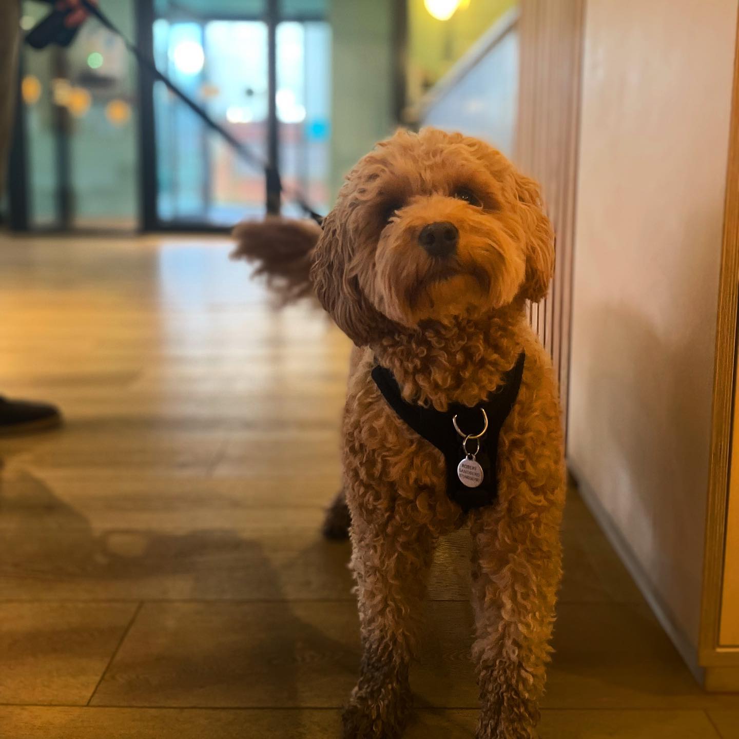 Dog welcome, dog friendly